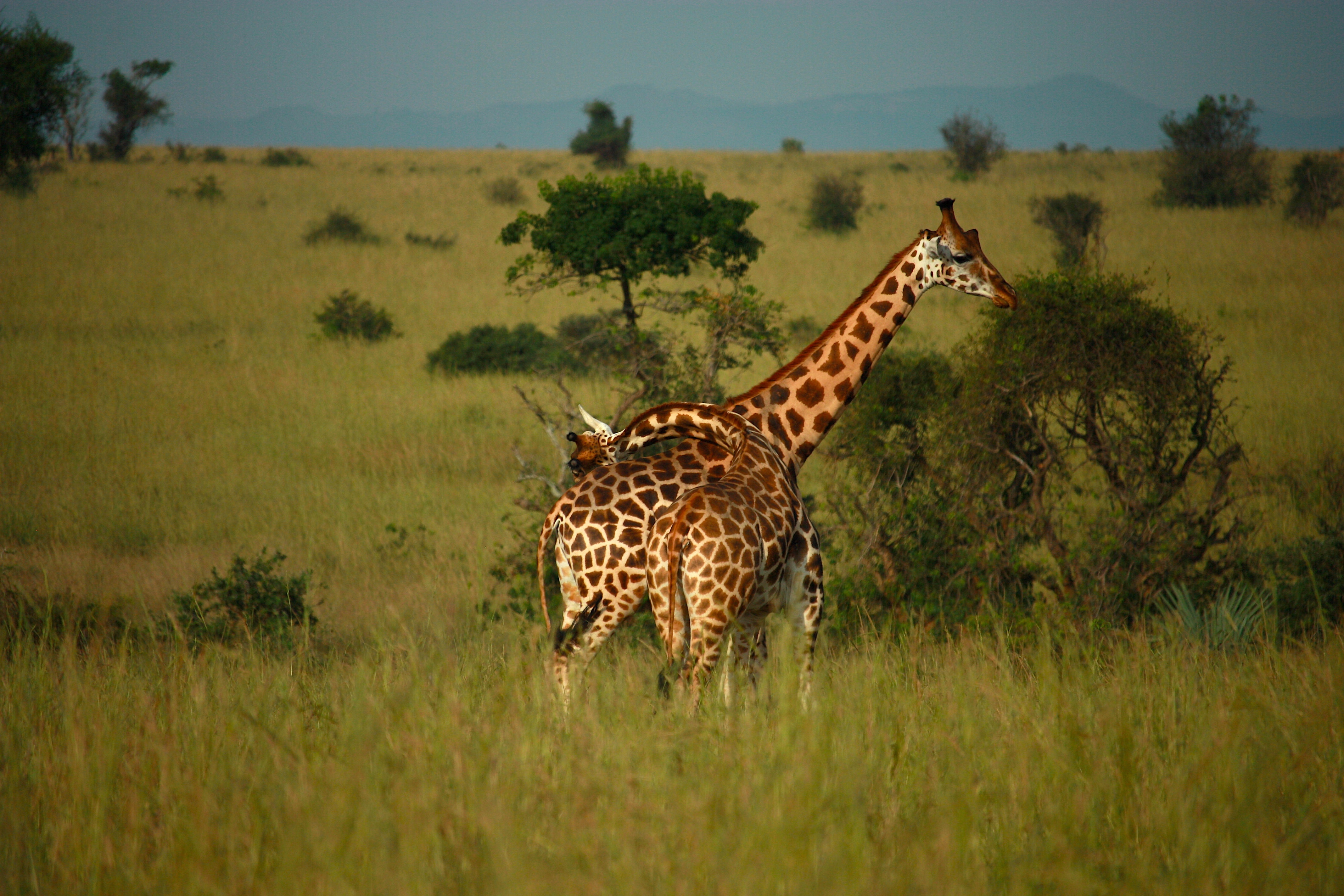 Image number 2 for 6 Days Serengeti Migration