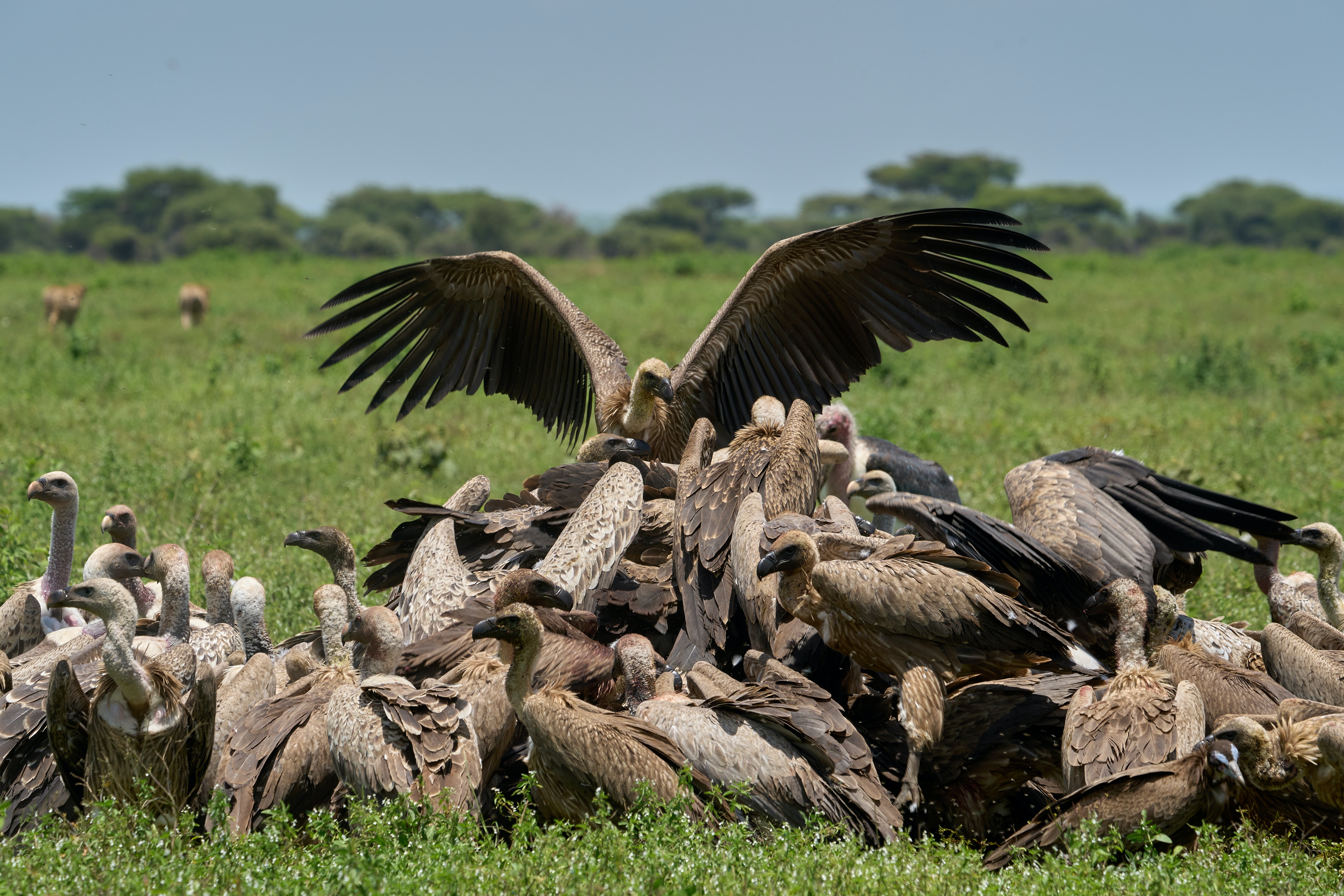 Image number 3 for 1 Day Tanzania Sharing Safari