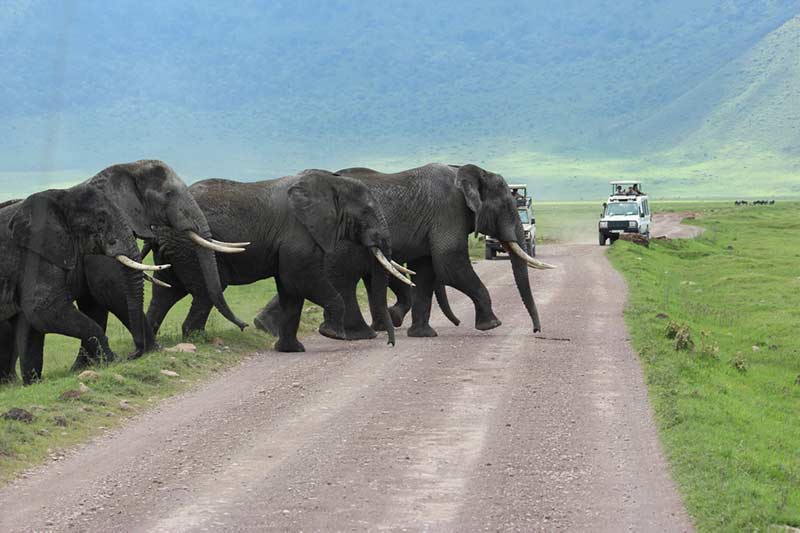 Image number 1 for 1 Day Trip Ngorongoro National Park