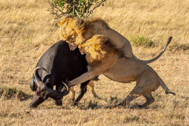 Image number 3 for 5-days Arusha, Serengeti, Ngorongoro & Tarangire