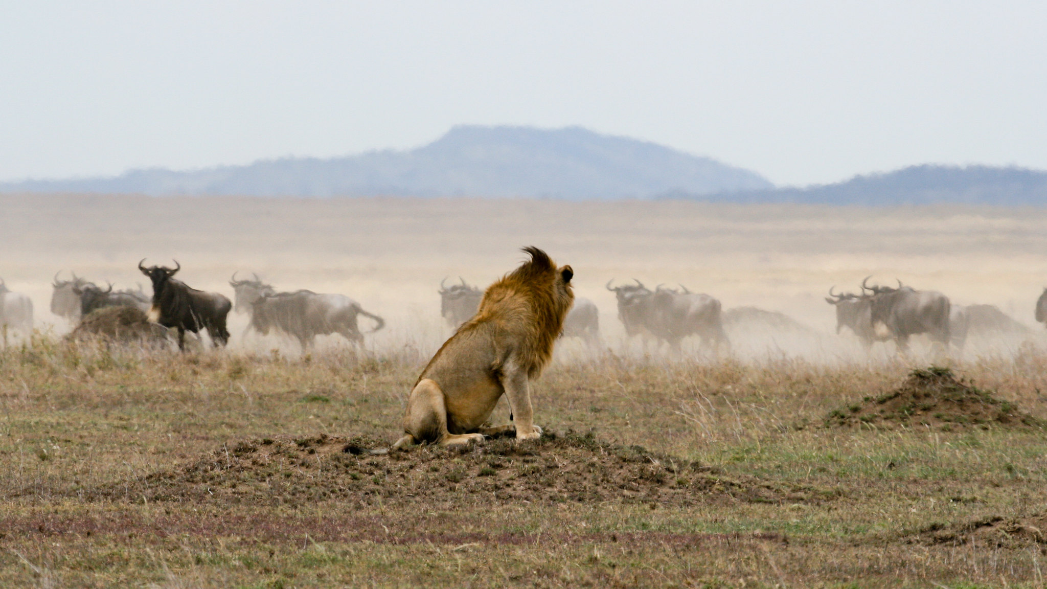 Image number 4 for  Ngorongoro, Serengeti & Lake Manyara