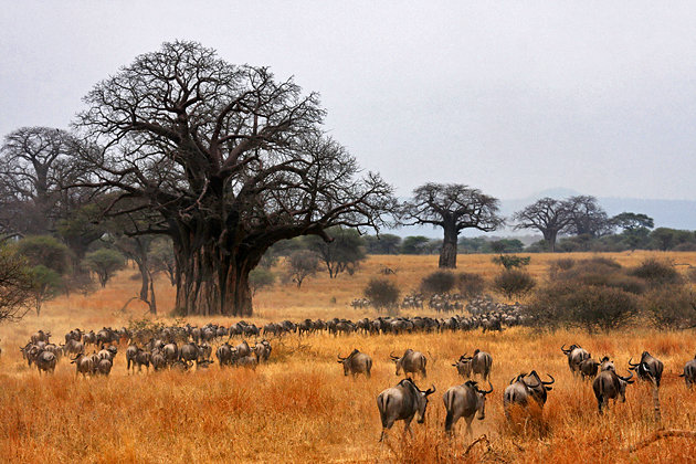 Image number 7 for Tanzania Luxury Safari & Zanzibar Beach Escape