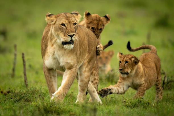 Image number 3 for 4-days Tarangire, Serengeti & Ngorongoro Adventure