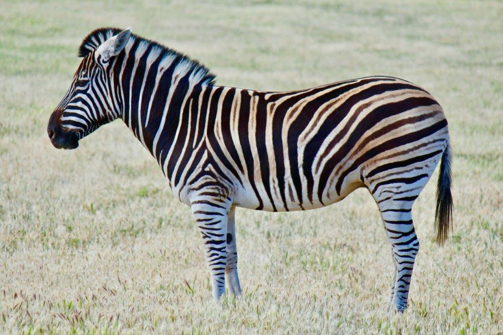 Image number 2 for 6 Days Tanzania Private Safari