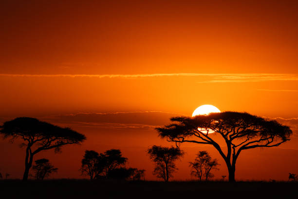 Image number 2 for 4-days Tarangire, Serengeti & Ngorongoro Adventure