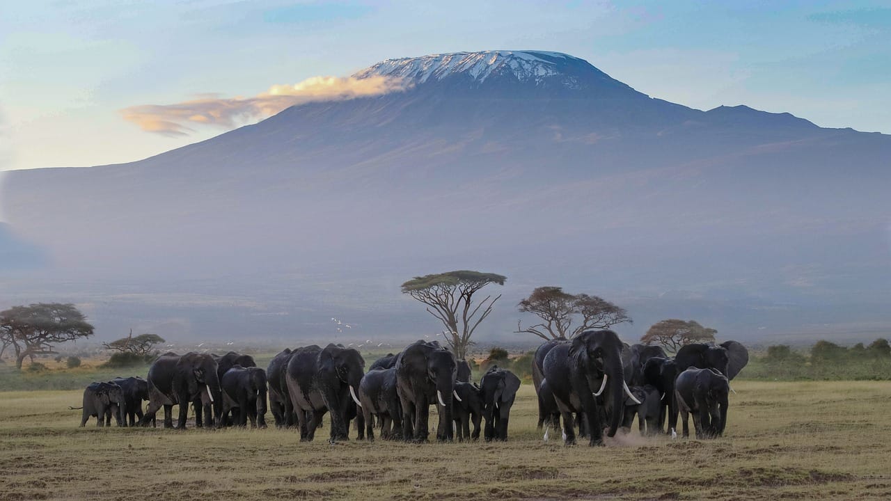 Image number 8 for Big Five Tour 6 Days Amboseli, Nakuru & Masai Mara