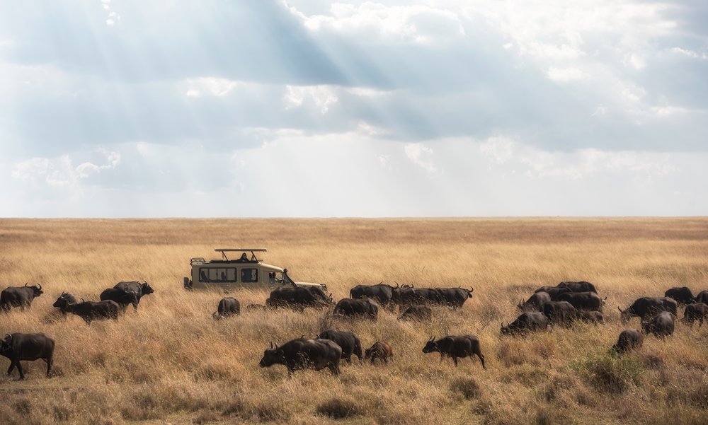 Image number 3 for  5 Days Tanzania Lodge Safaris