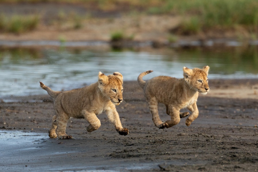 Image number 1 for 7-day Migration Safari. Calving Season Experience