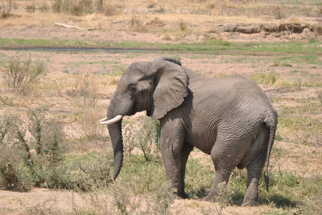 Image number 2 for Mikumi National Park And Maasai Village