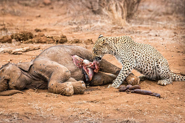 Image number 3 for 6-tägige Tour Tarangire,ngorongoro-serengeti