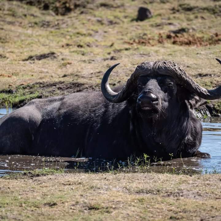 Image number 1 for Quick Amboseli Escape: A 2-day Safari Adventure