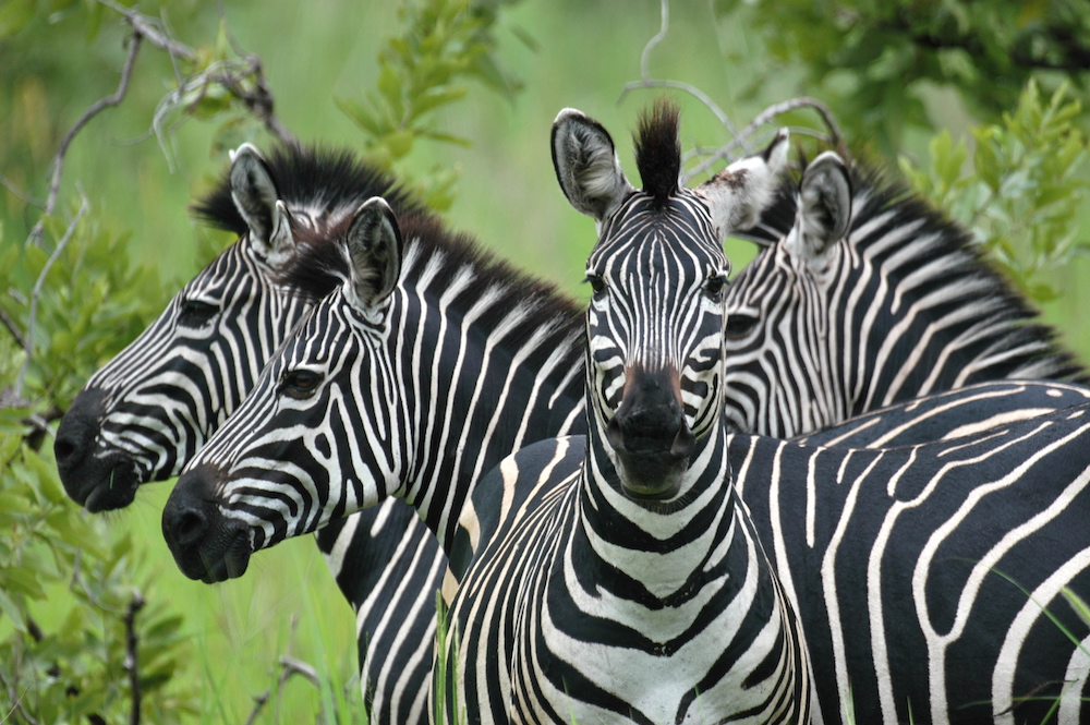 Image number 3 for 3 Days Mikumi Adventure Tented Camps Safari