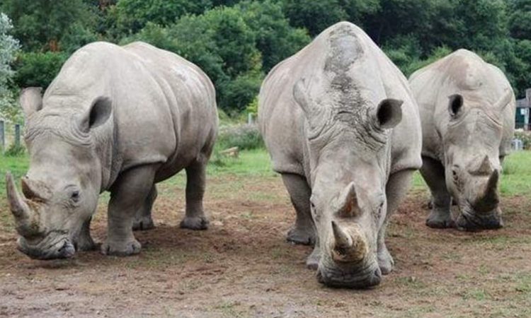 Image number 1 for Ziwa Rhino Tracking