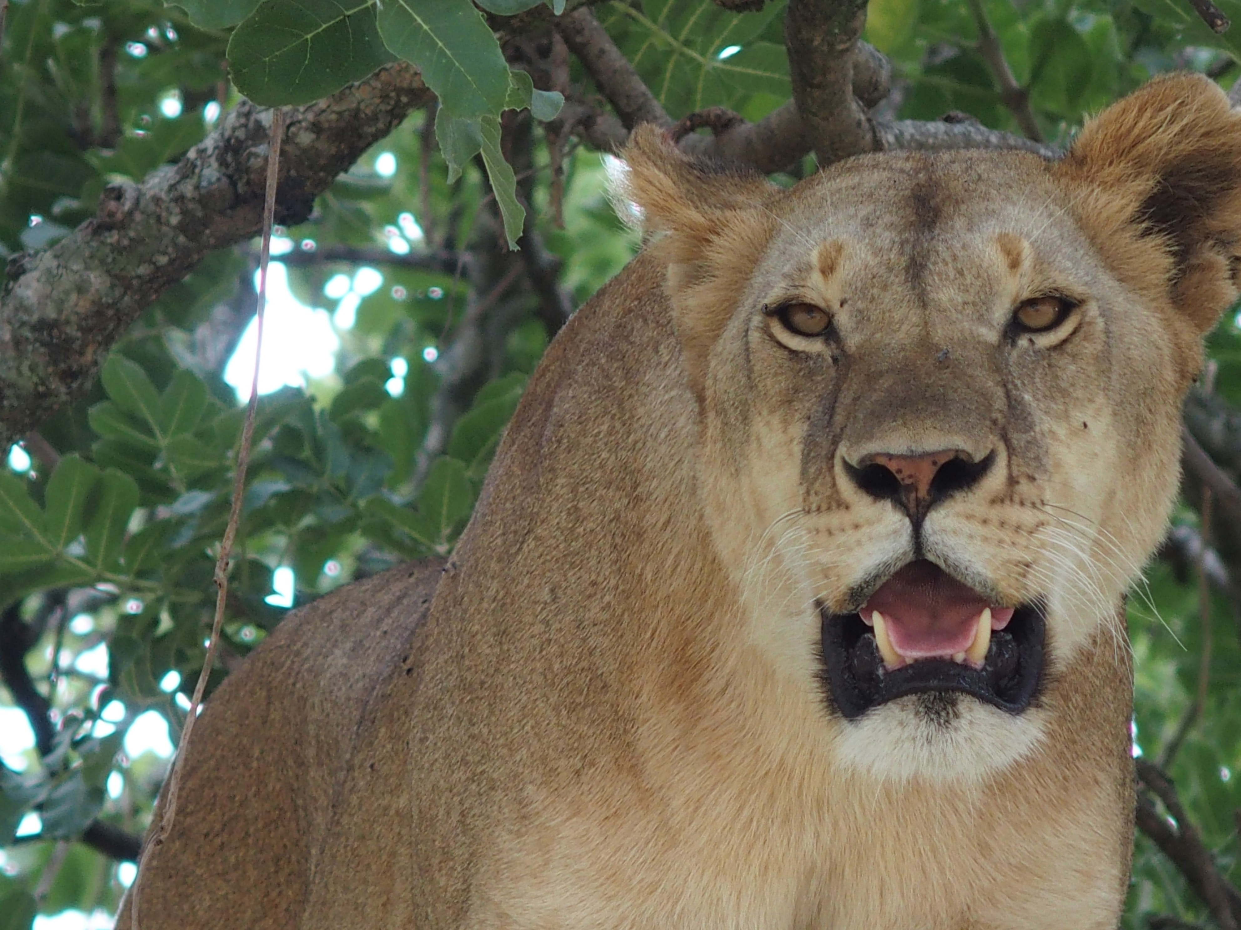 Image number 1 for 4 Days Tanzania Private Tarangire 