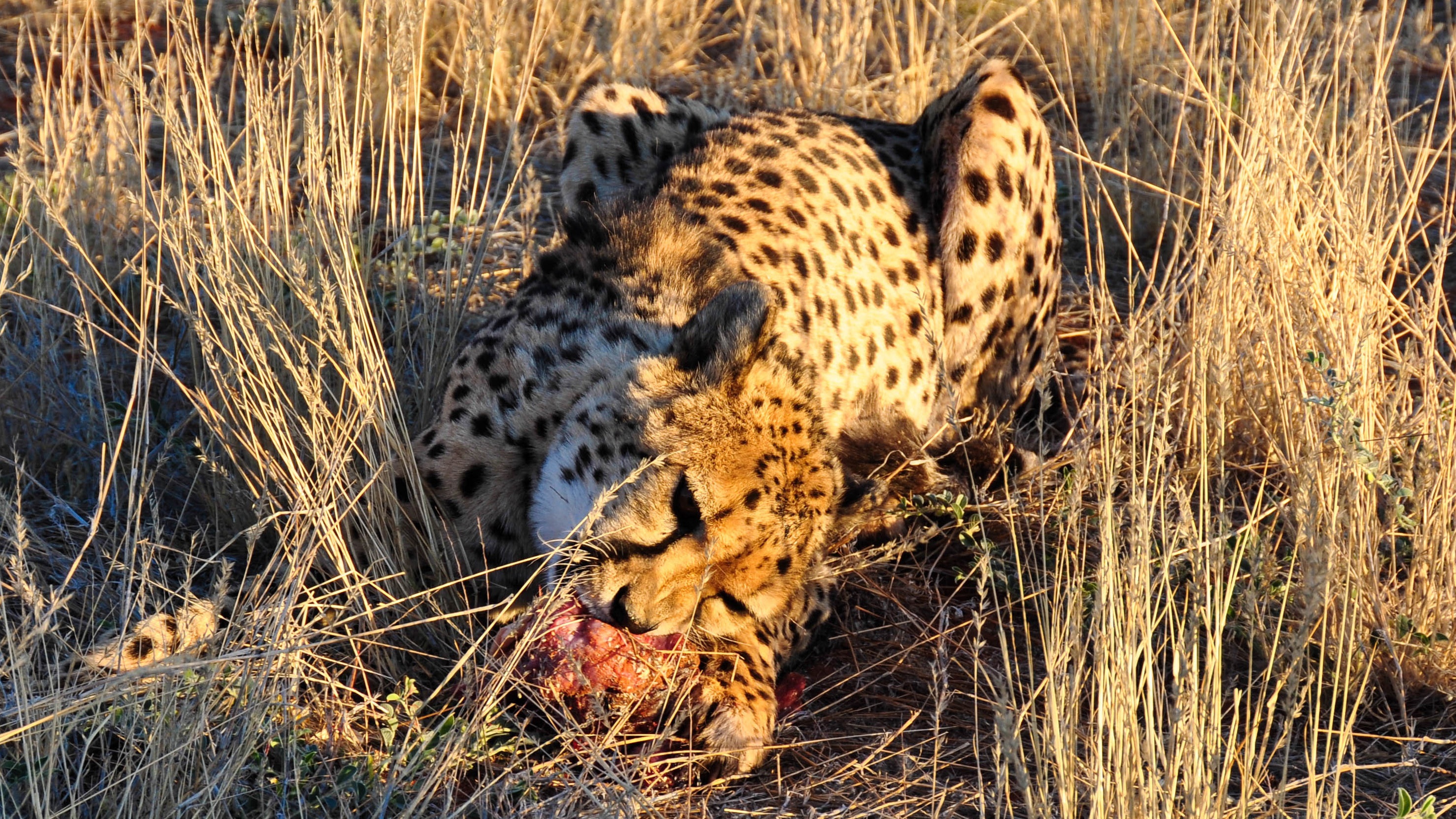 Image number 1 for 4 Days Great Western Serengeti  Safari