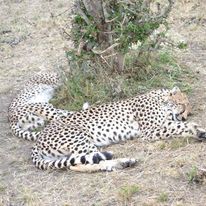 Image number 5 for Animal Migration Safari In Kenya 