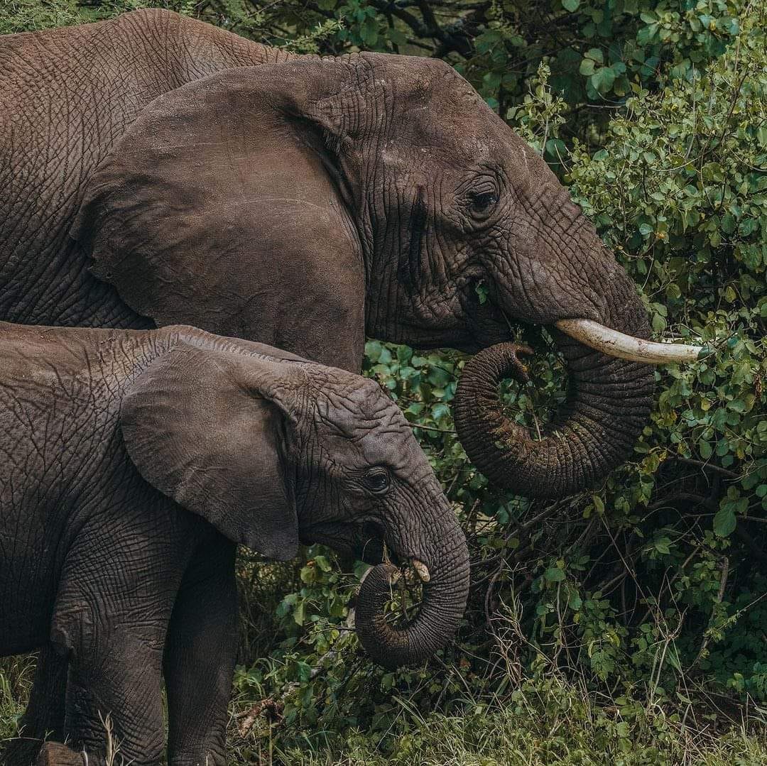 Image number 1 for  8 Days Tanzania’s Serengeti And Katavi