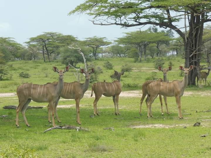 Image number 1 for Six Days Ultimate Tanzania Safari