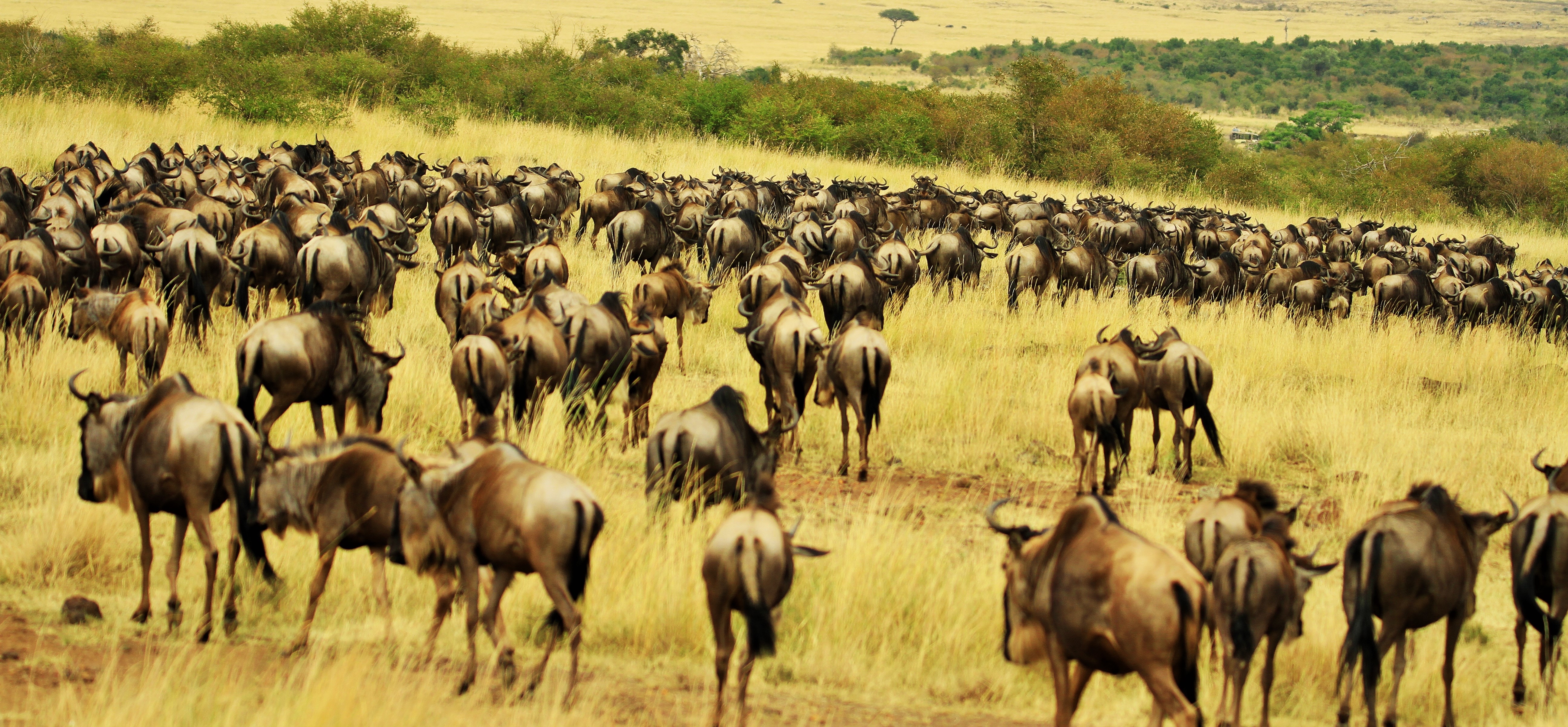 Image number 2 for  6 Days Of Northern-serengeti