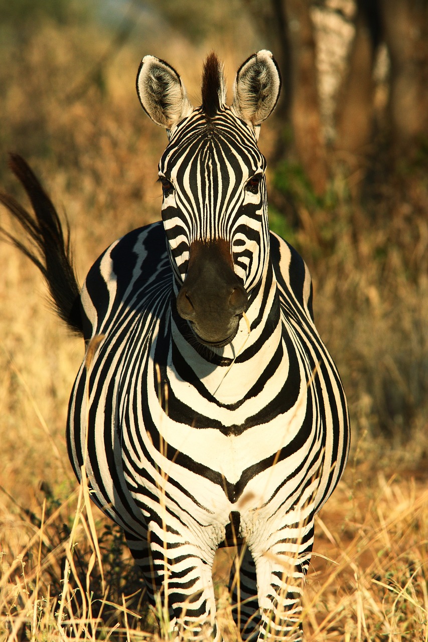 Image number 3 for Tanzania Safaris