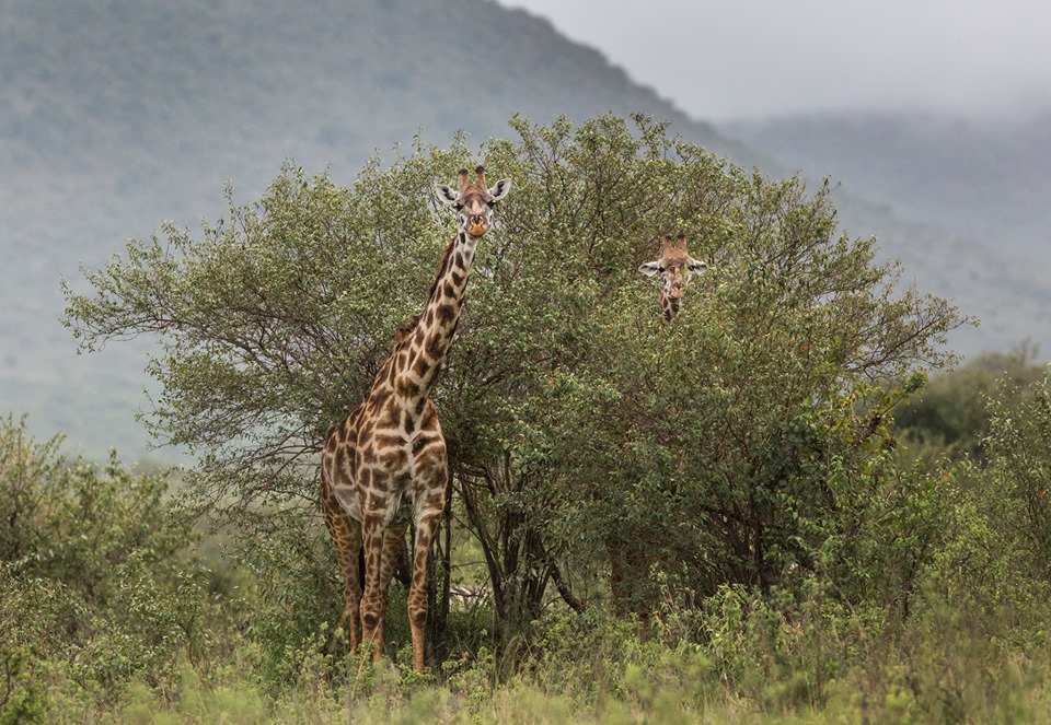 Image number 8 for  4 Days Shared Group Tanzania Safari