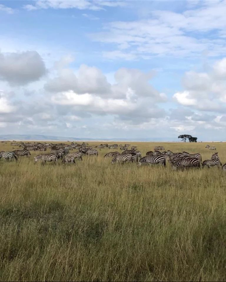 Image number 1 for  Serengeti & Lake Manyara   