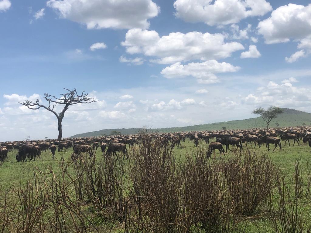 Image number 1 for 8 Days Serengeti Migration Safari