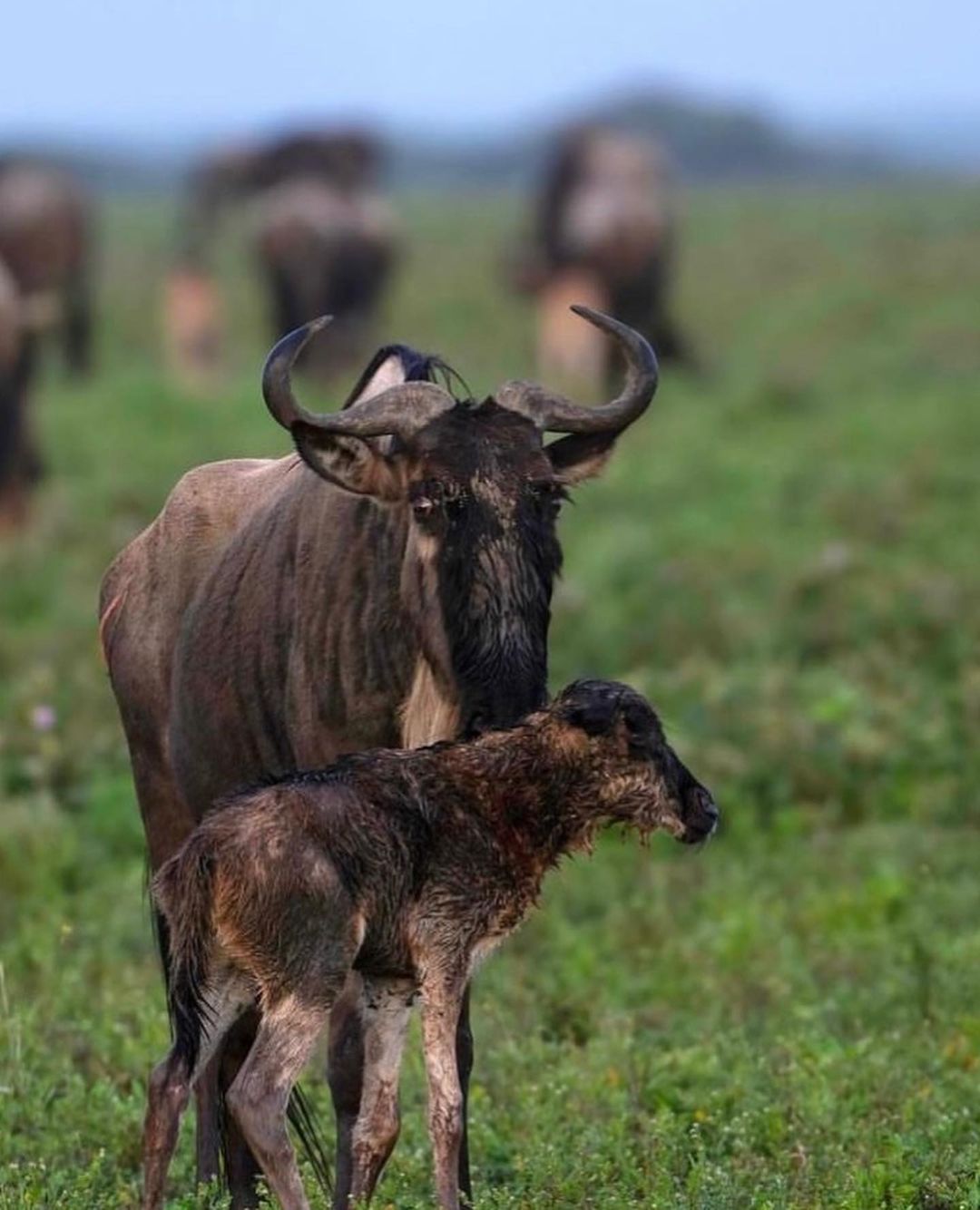 Image number 2 for 3days Serengeti And Ngorongoro 