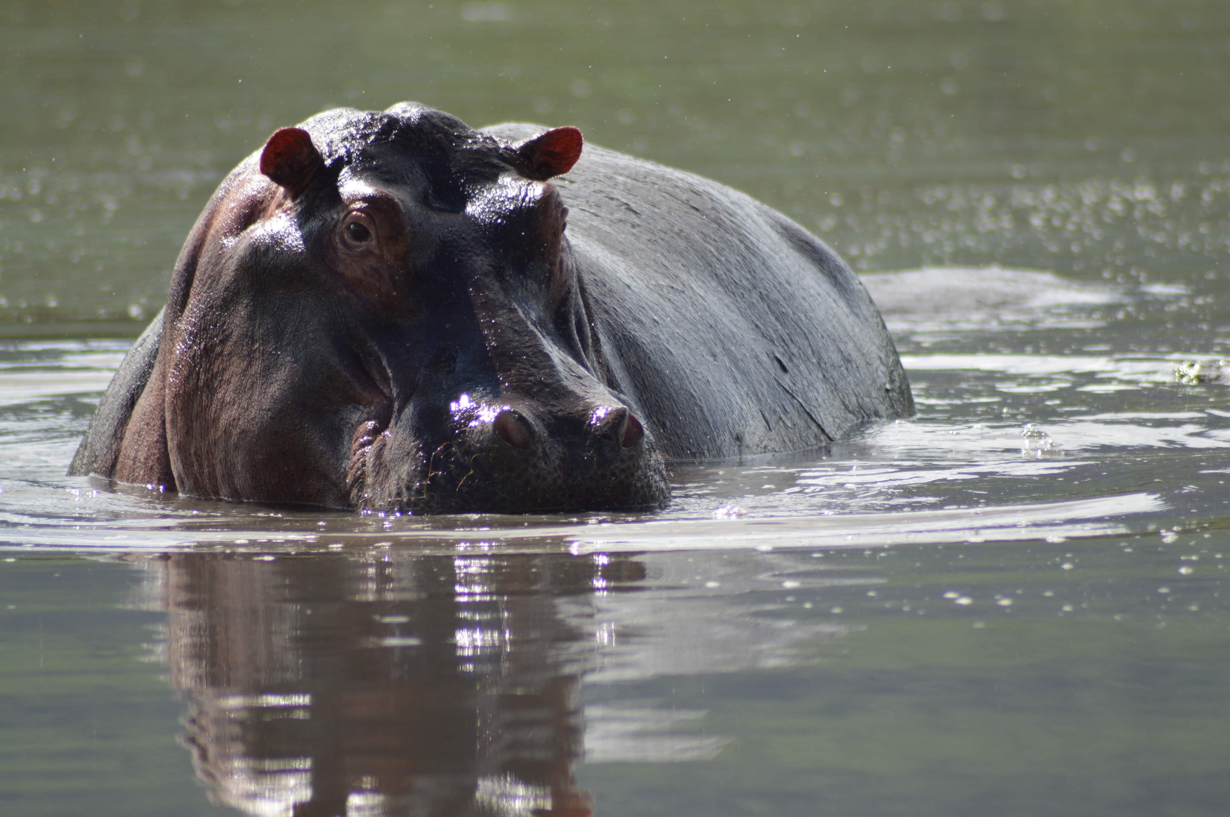 Image number 11 for 5-day Safari Experience