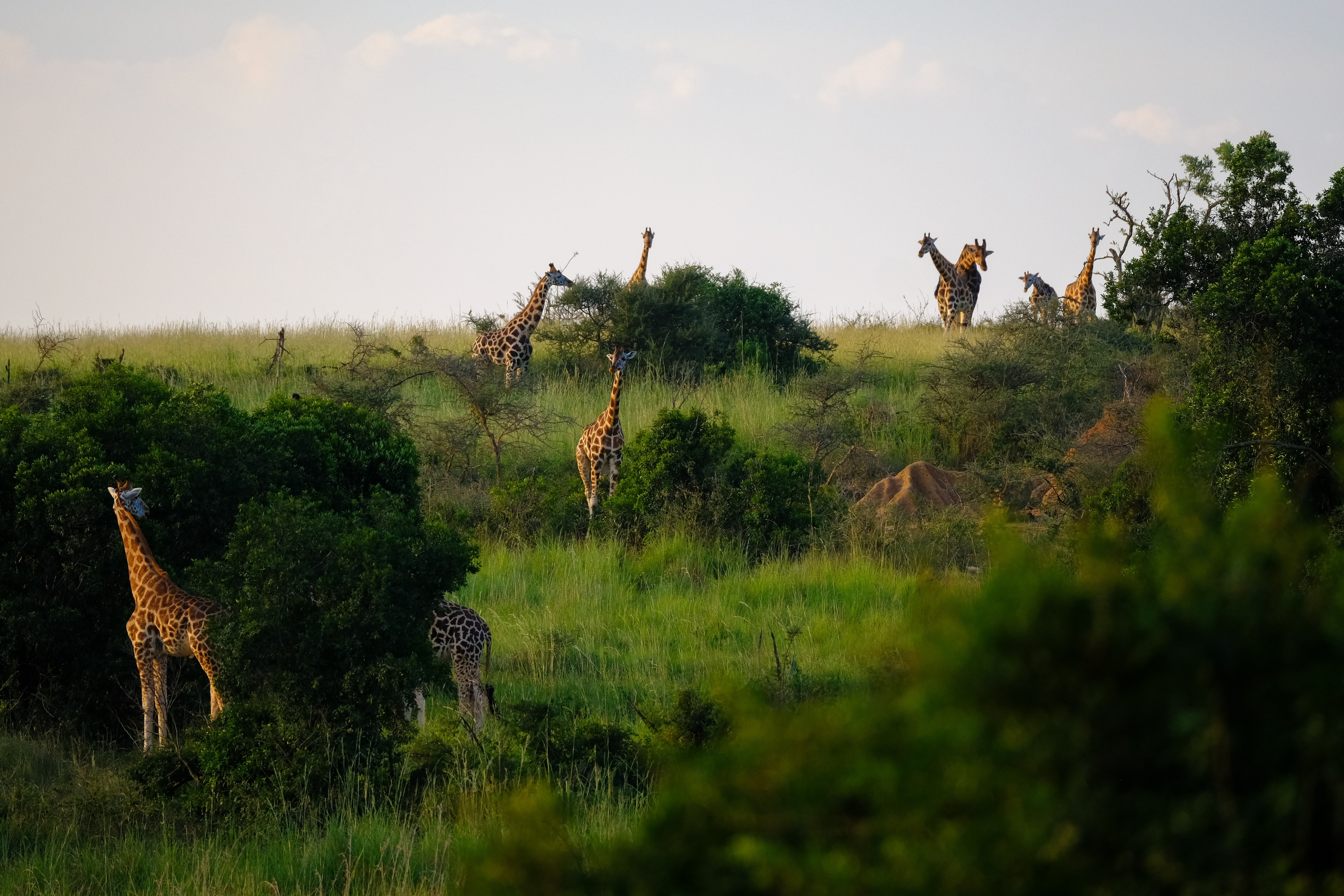 Image number 5 for 6 Days Serengeti Safari