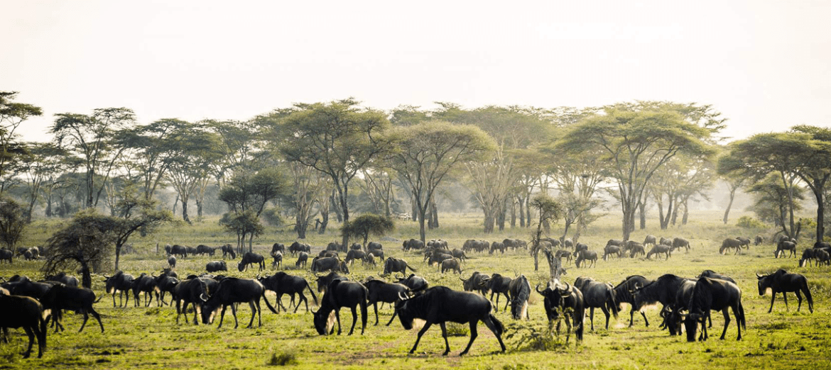 Image number 3 for  4 Days Shared Group Tanzania Safari