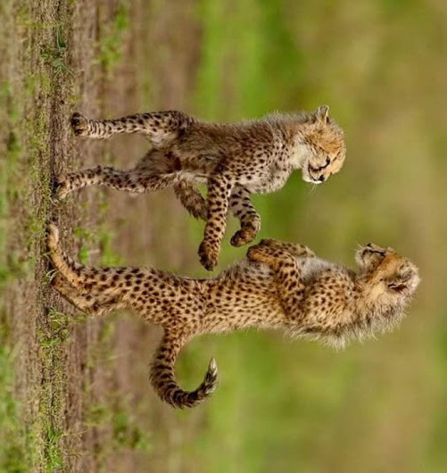 Image number 1 for 11 Days Kenya And Tanzania Budget Group Safari