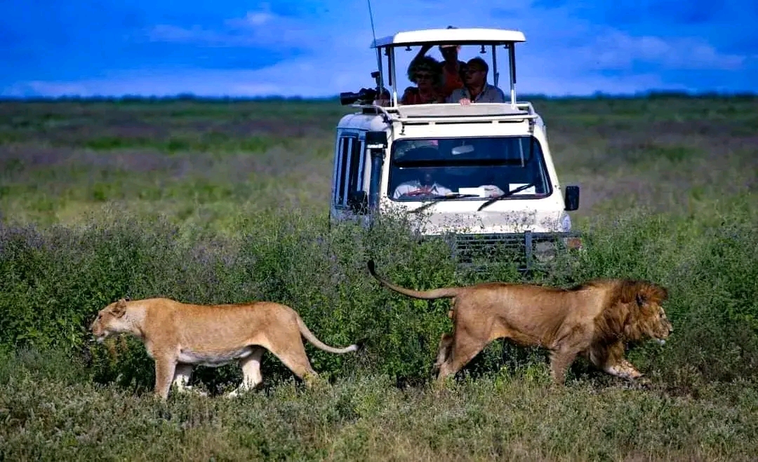 Image number 1 for Days Luxury Tanzania Safari.