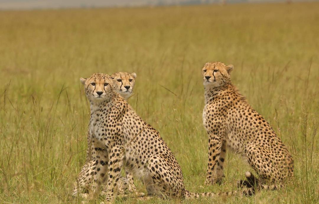 Image number 12 for  Ngorongoro And Serengeti Camping Tour