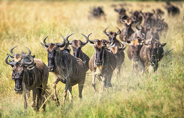 Image number 2 for 7 Days Tanzania Serengeti Migration.