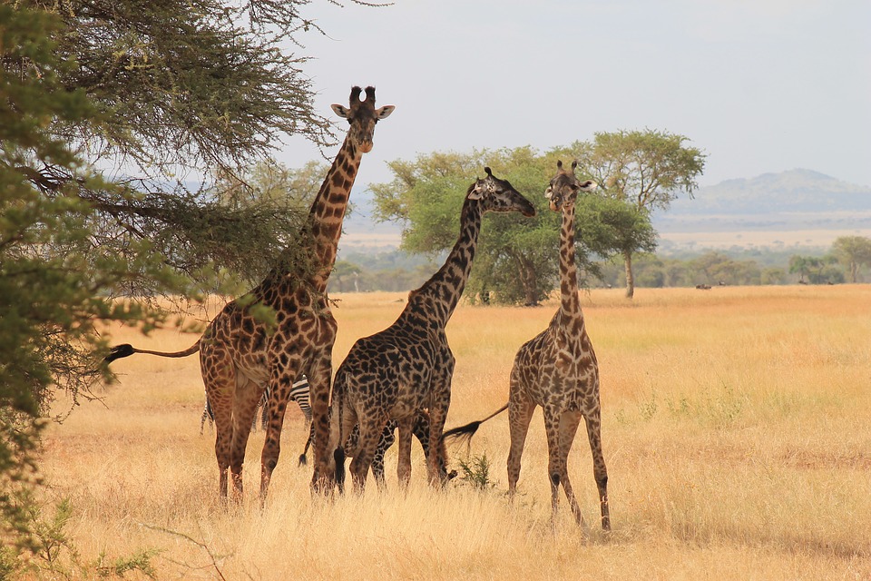 Image number 3 for 10 Days Safari - Northern Tanzania