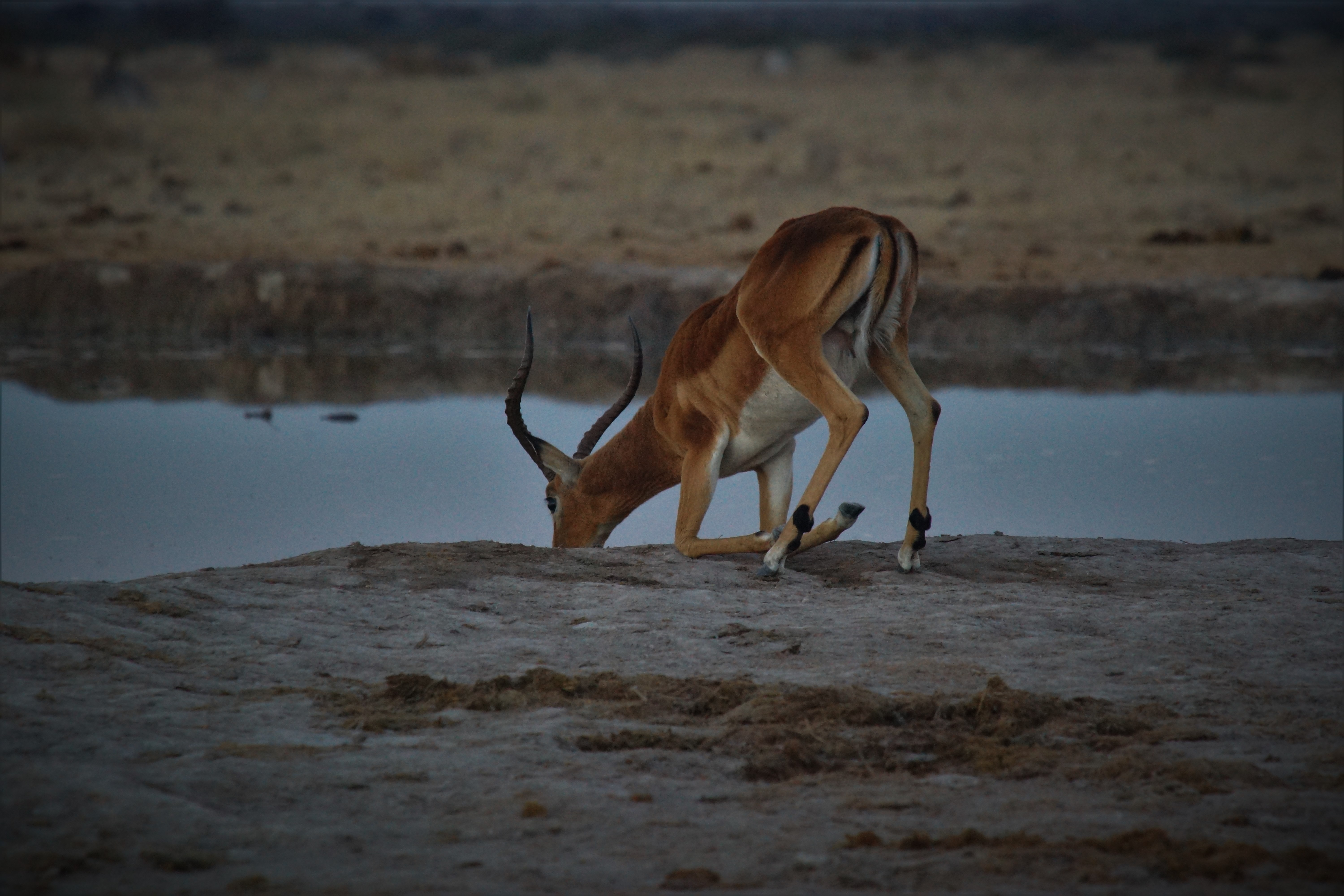 Image number 3 for 6 Days Tanzania Serengeti Migration