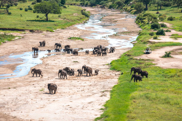 Image number 5 for A Comprehensive Safari Tour