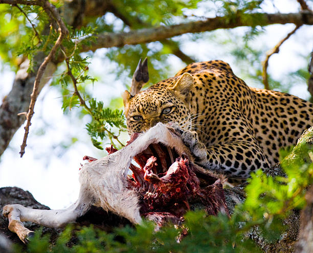 Image number 2 for 6-tägige Tour Tarangire,ngorongoro-serengeti