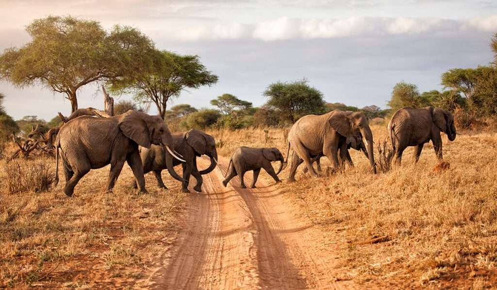 Image number 5 for 9-day Wildebeest Migration Safari