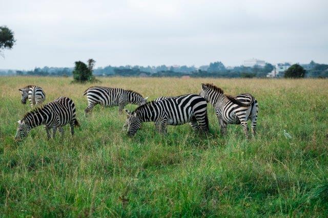 Image number 3 for 1 Day Tanzania Sharing Safari-manyara