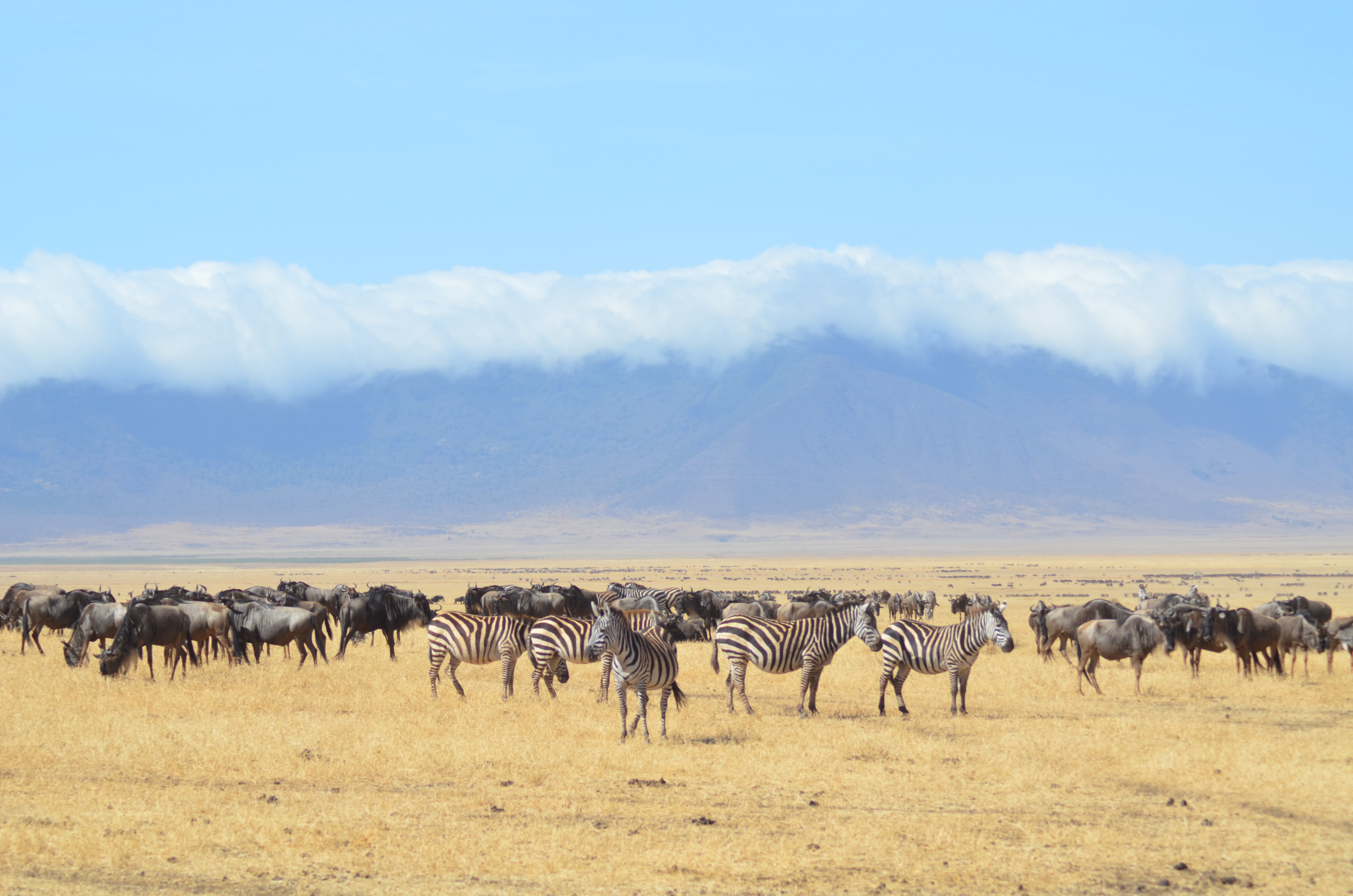 Image number 1 for 3 Days Tanzania Camping (budget) Safari 