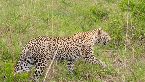 Image number 1 for Ruaha And Mikumi National Park Safari