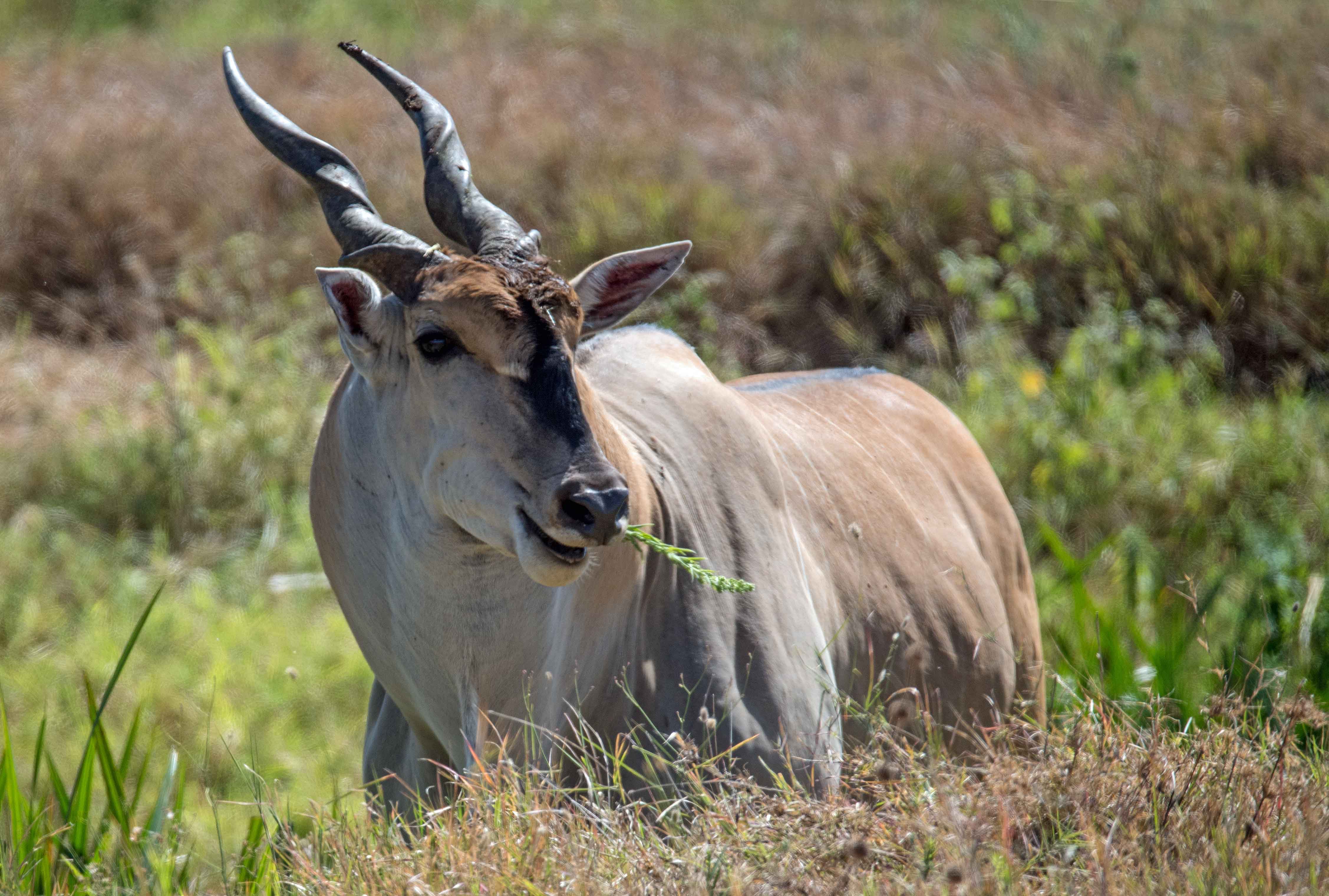 Image number 3 for 1 Day Tanzania Sharing Safari