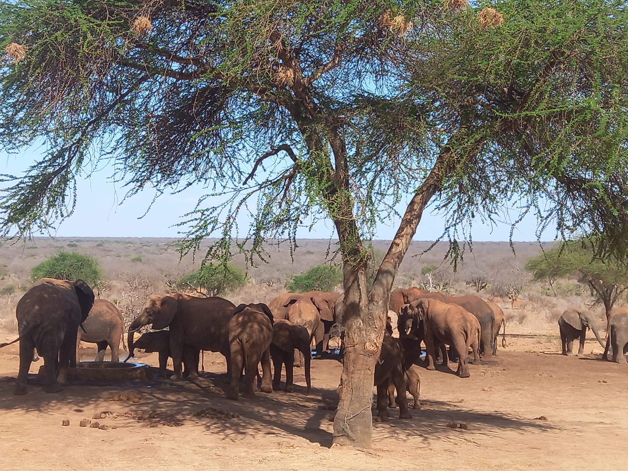 Image number 10 for Explore Buffalo Springs, Samburu & Ol Pejeta Tour