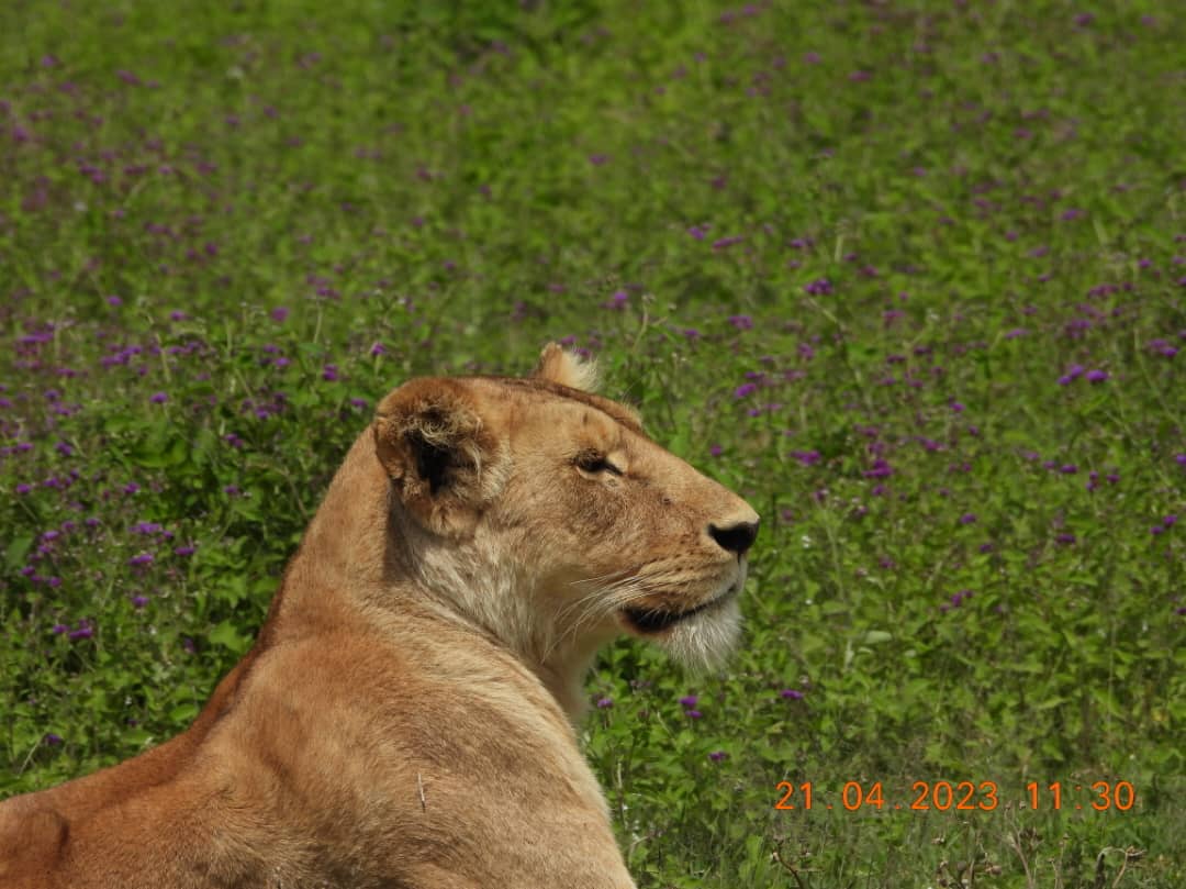 Image number 2 for 4 Days Amazing Tanzania Safari