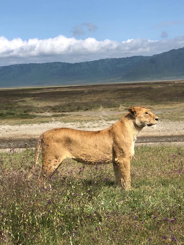 Image number 3 for 8 Days Serengeti Migration Safari