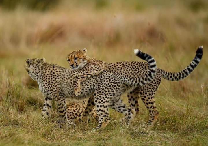 Image number 3 for Kenya’s Big Five Adventure: Samburu To Aberdares