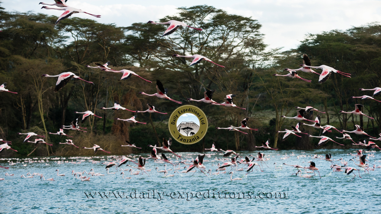 Image number 1 for Nyerere Np, Boat Safari And Village Tour
