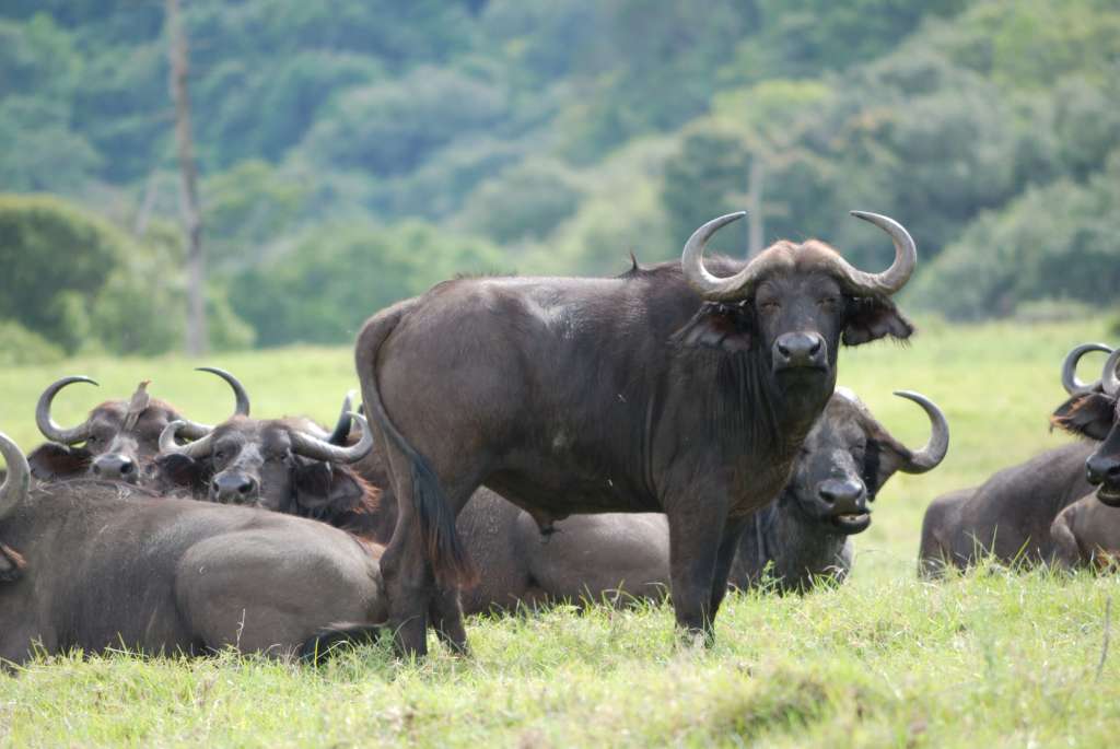 Image number 3 for Day Trip To Arusha National Park